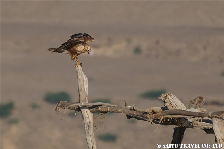 ニシオオノスリ Long-legged Buzzard （バロチスタン）